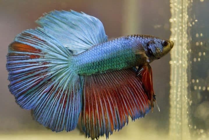 PEIXE BETA MACHO